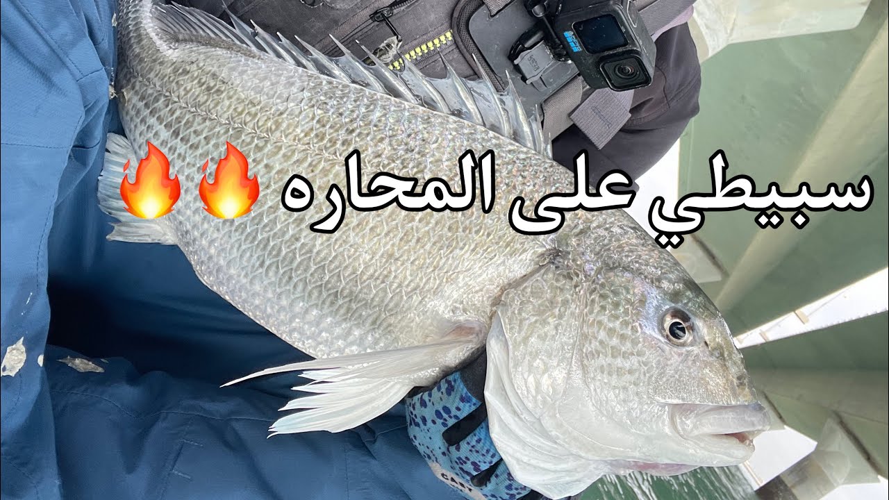 سبيطي حجم فاخر على المحاره تربل حجم ١٤ 🔥🔥🔥mussel targeting bream and surprised with trophy fish
