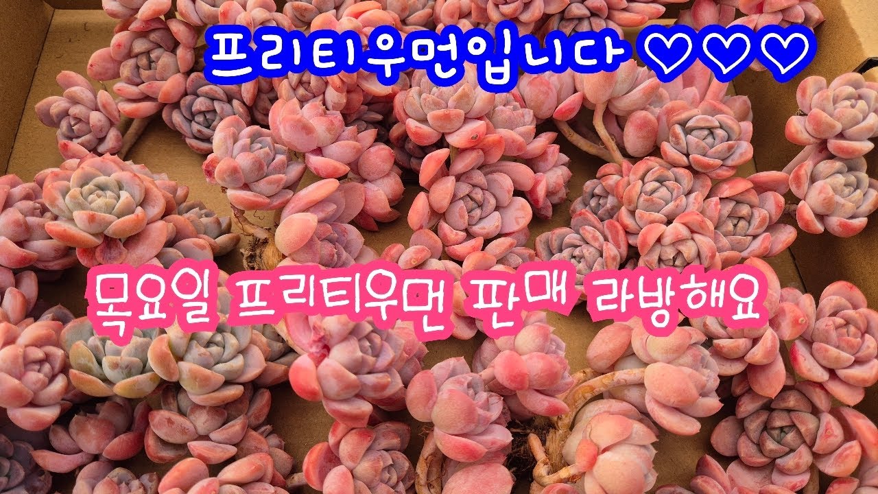 2026.02.05.389회 목요일 프리티우먼 판매 라방해요