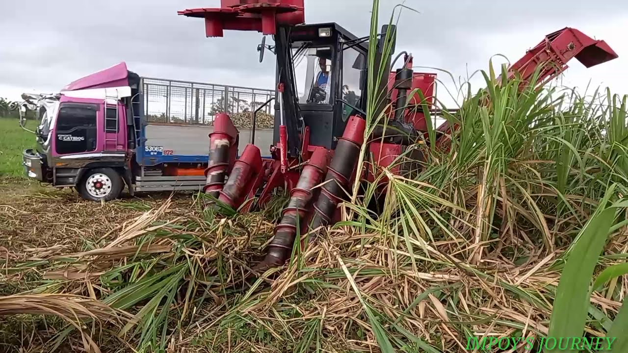 HOW SUGARCANE HARVESTED BY MACHINE IN THE PHILIPPINES