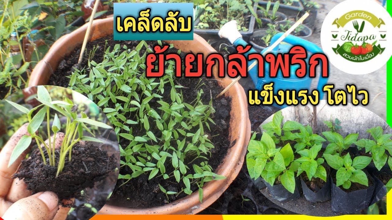 ปลูกพริกในกระถาง ด้วยเมล็ดสด || วิธีย้ายกล้าพริกและอนุบาลกล้าพริก, grow vegetable at home. ep. 28