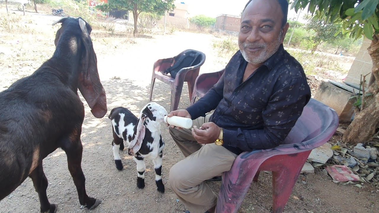 Hyderabadi Goats Breeding Setup Tour Javed Bhai Balapur Hyderabad.