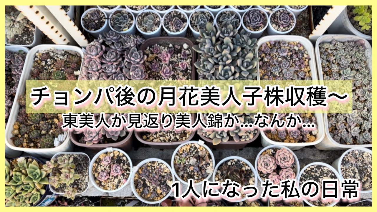 [多肉植物]チョンパ後の月花美人〜子株収穫〜東美人か見返り美人錦か混ざってわからん…^_^1人になった私の戯言