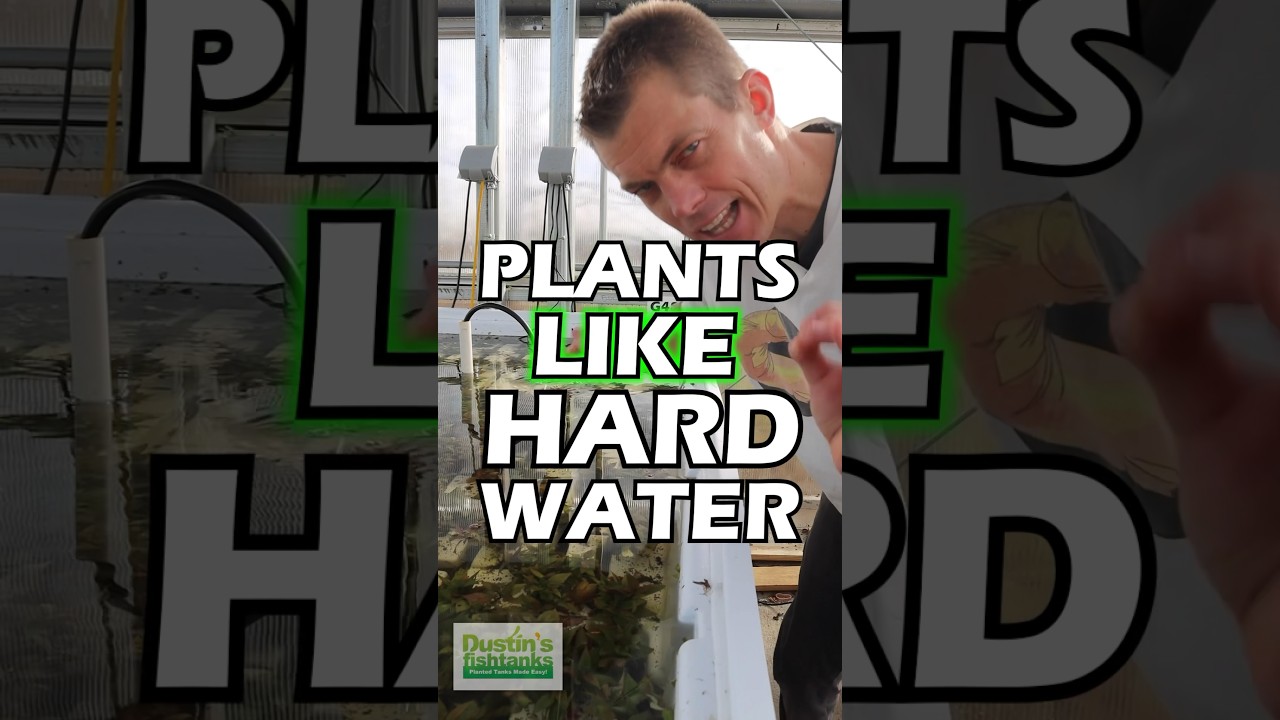 PLANTS LIKE HARD WATER & Here Is Proof!