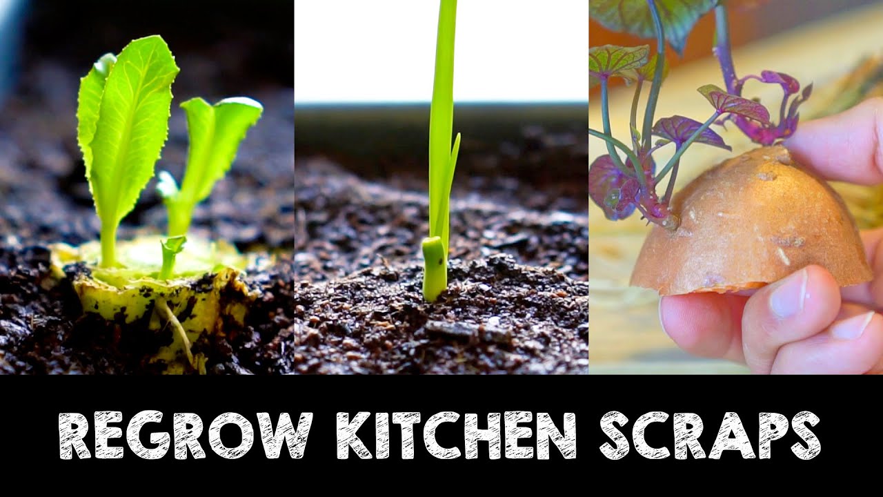 15 Fruits & Vegetables You Can Grow from Kitchen Scraps
