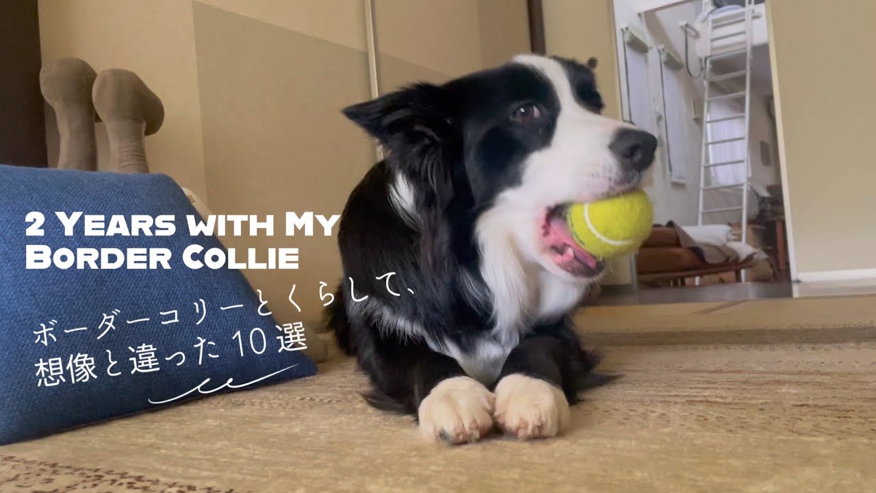 ボーダーコリーと暮らして2年｜想像とちがったこと10個🎾Living with a Border Collie for 2 Years: 10 Things I Didn’t Expect