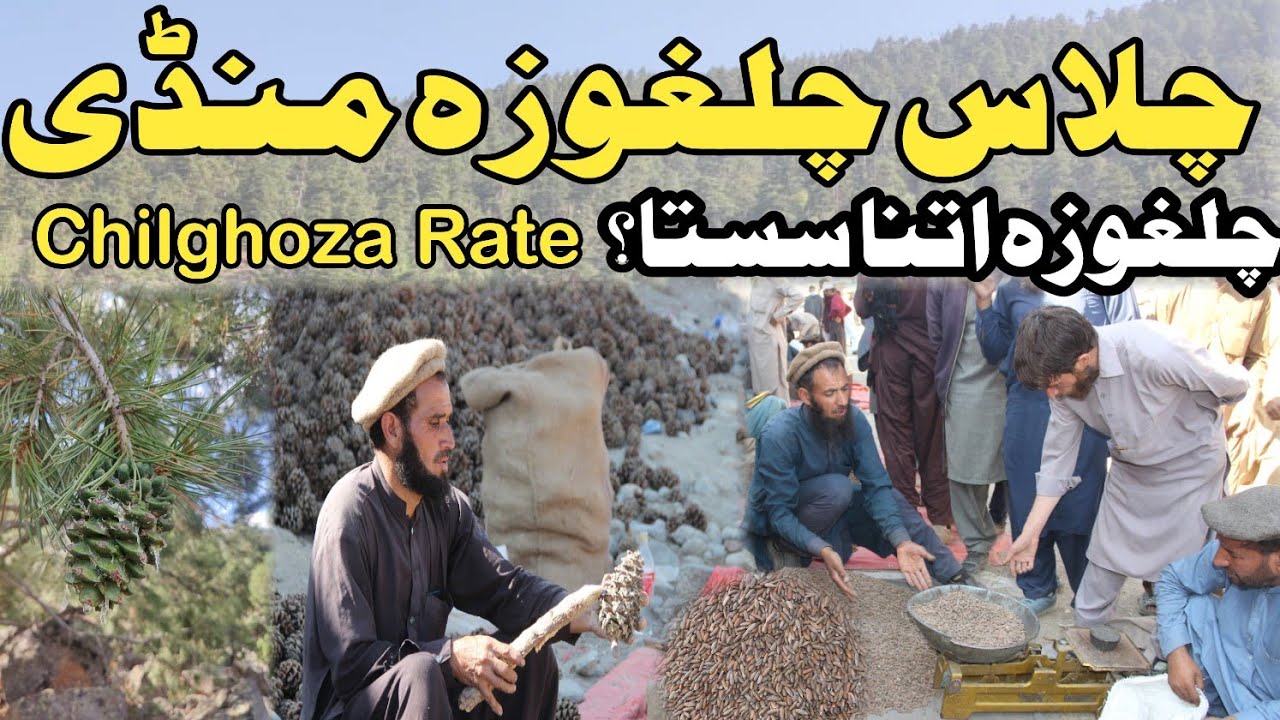 Chilghoza Rate | Chilghoza Price | Chilghoza Harvesting | Chilas Chilghoza Mandi | Pine nuts
