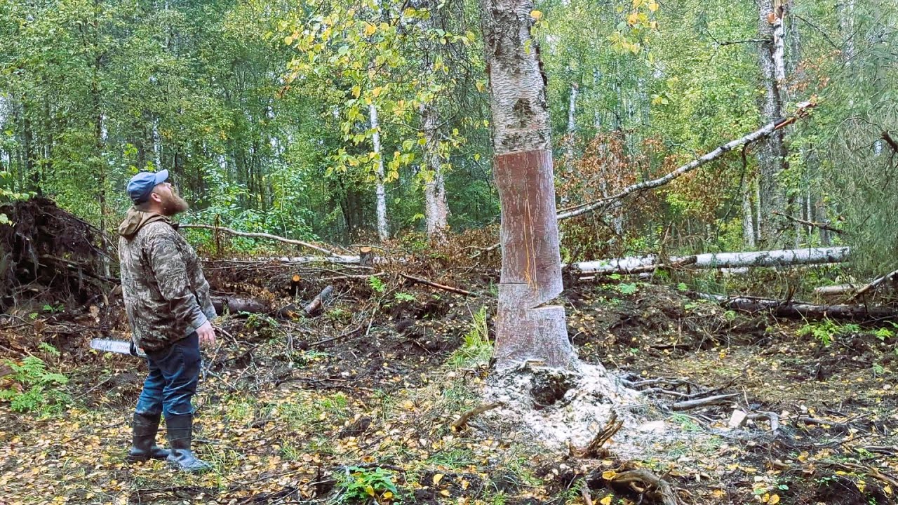 Строительство дома на Аляске: когда наступает осень и ВСЕ идет не так