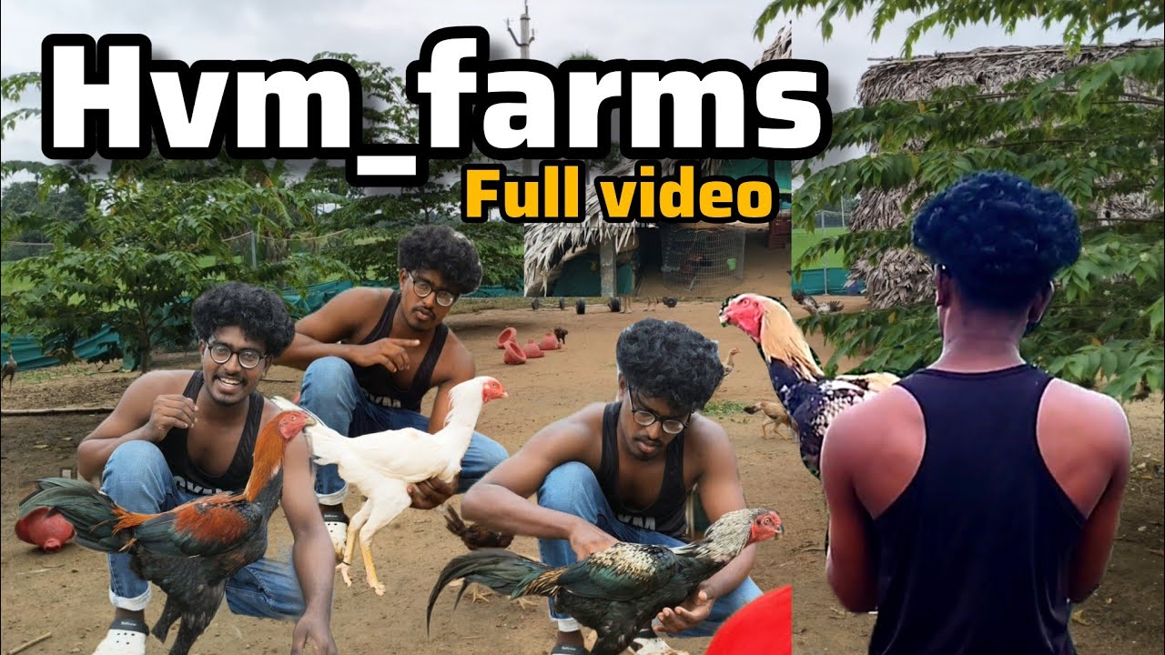 HVM_FARMS 🐓 full video #roosterfarm #farm #cock #pandemkollu 