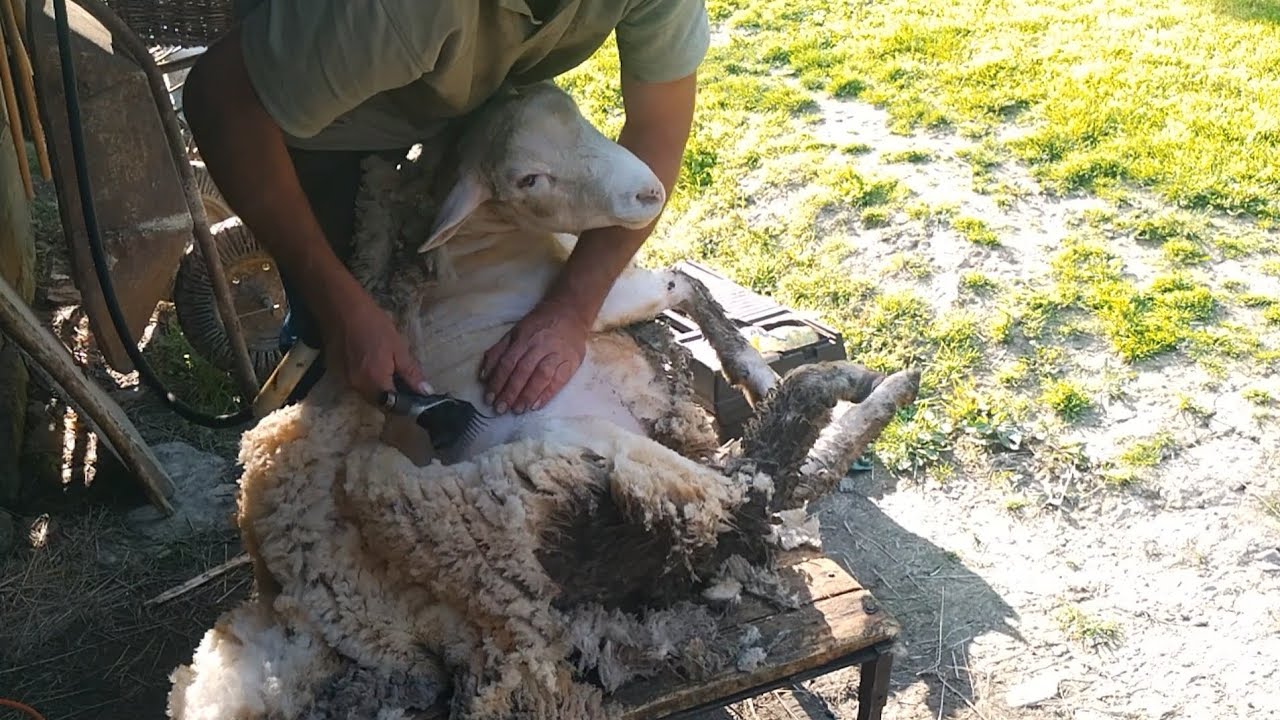 Strihanie oviec a orezávanie paznechtov. Sheep shearing. #ovce #zvieratá #animals #sheep #shearing