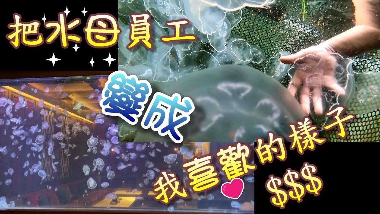 【水母煉金術】$$員工沒有不見，只是變成阿坤喜歡的樣子$${FT.波賽頓水族}
