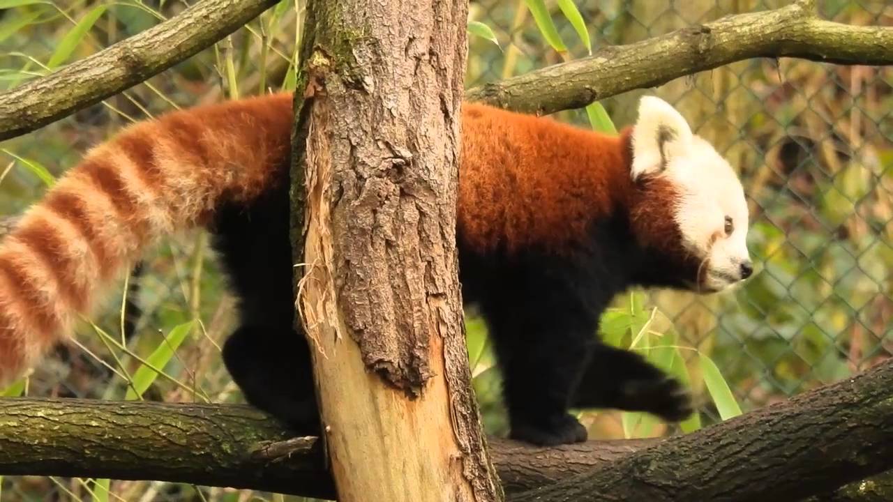 Roter Panda im Saarbrücker Zoo