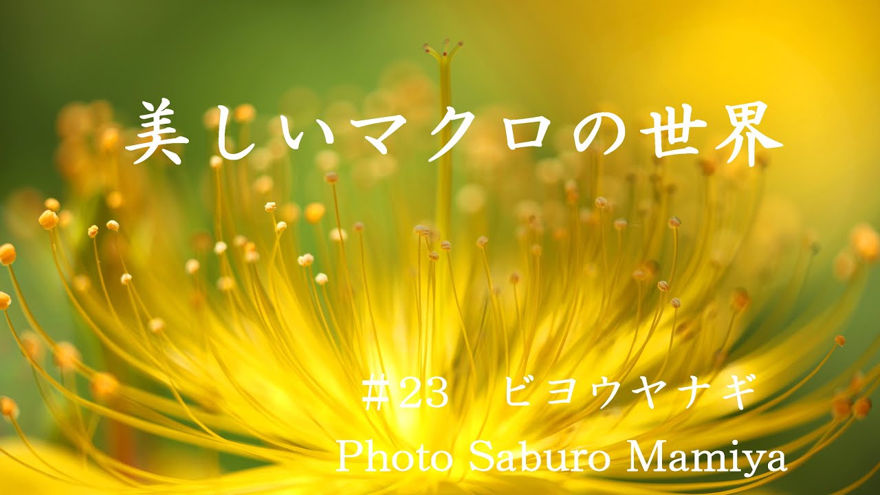 美しいマクロの世界＃23　ビヨウヤナギ