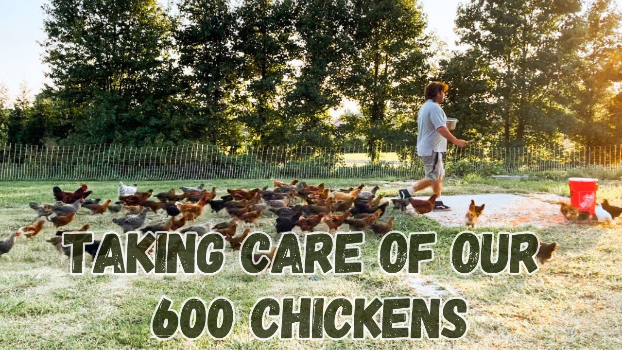Taking care of our 600 chickens! Our goats are in heat. Day on the farm. Family homestead. Boat day!
