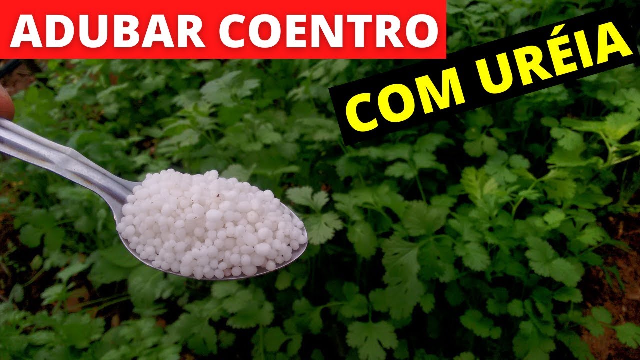 Como adubar coentro com ureia