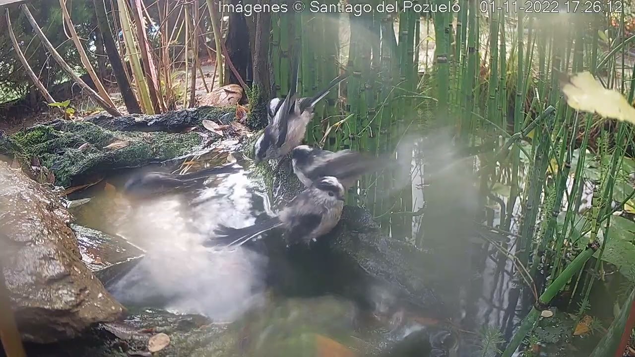 Mirlo muy POSESIVO vs mitos vs herrerillo común - Estanque de fauna silvestre C. Villalba