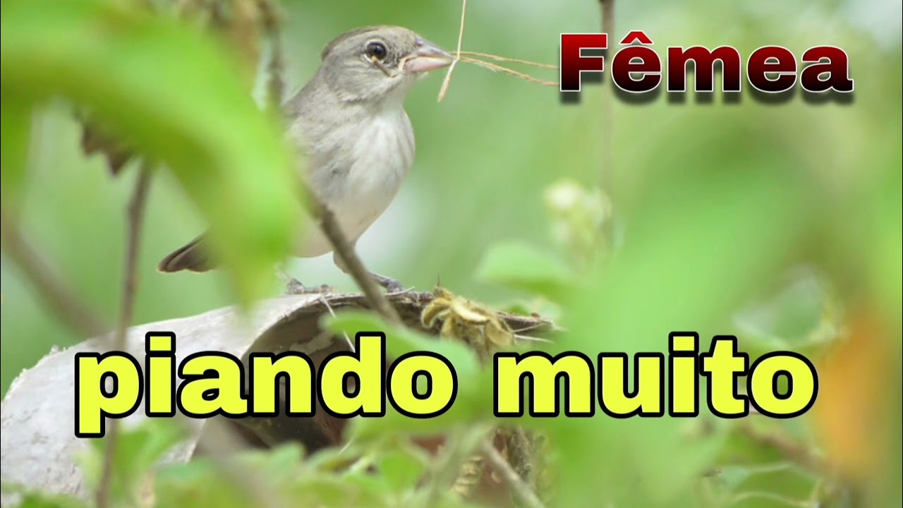 fêmea de Tico Tico rei chamando  / Maria fita ou cravina