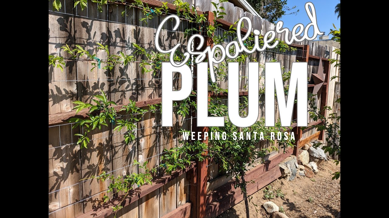 My Espaliered Santa Rosa Plum and My Biggest Mistake (to date)