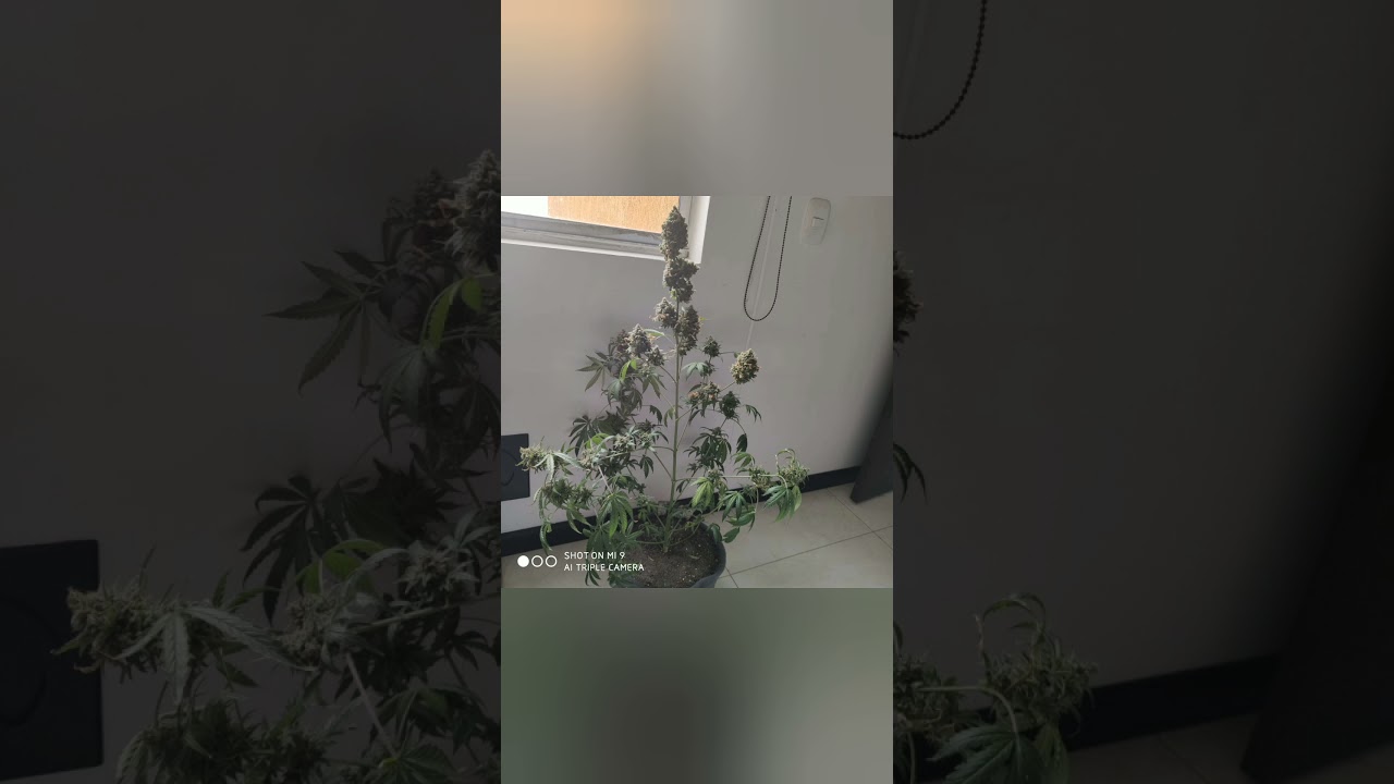 #1 CBD 1:1 SILVER LIME HAZE SEEDS STOCKERS BARCELONA JUAN CAMILO DUARTE GROW SEEDS BANK D.A COLOMBIA