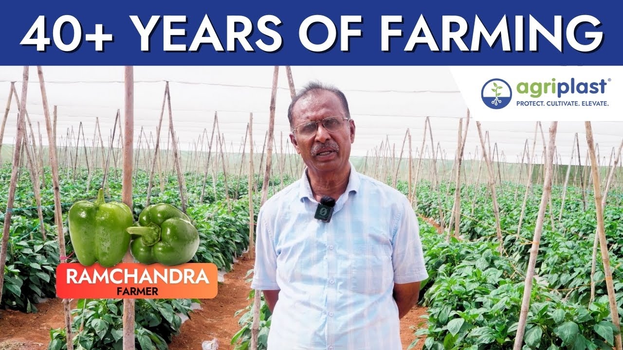 Capsicum Farming Under Shade Nets | Agriplast Success Story