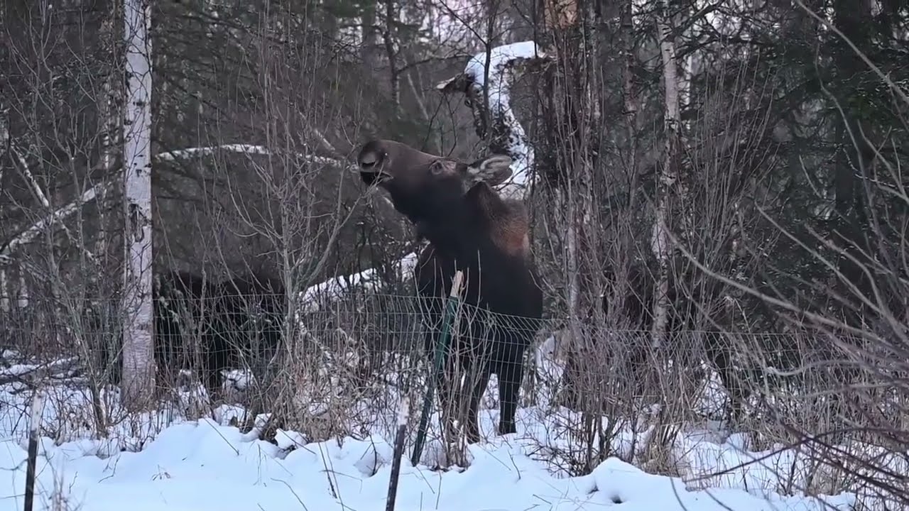 Wild Alaska Yard Moose