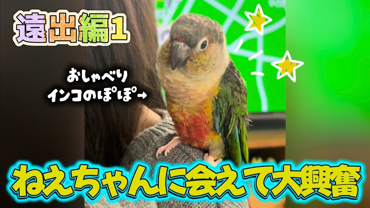 ねえちゃんに会えて大興奮すぎたインコ【ウロコインコのぽぽ】