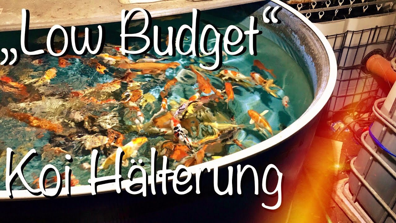 Low Budget Koi Innenh&auml;lterung einfach selber bauen 🤔 Rundgang im Koi Keller