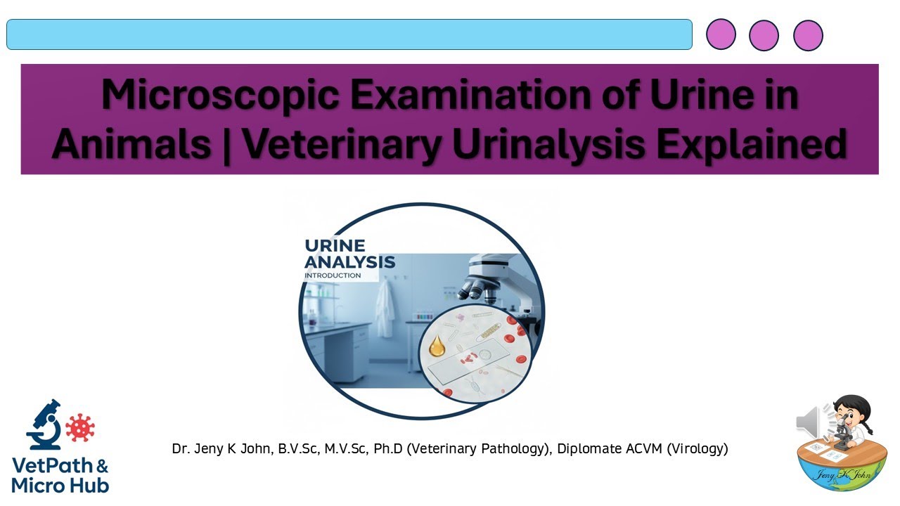 Microscopic Examination of Urine in Animals | Veterinary Urinalysis Explained
