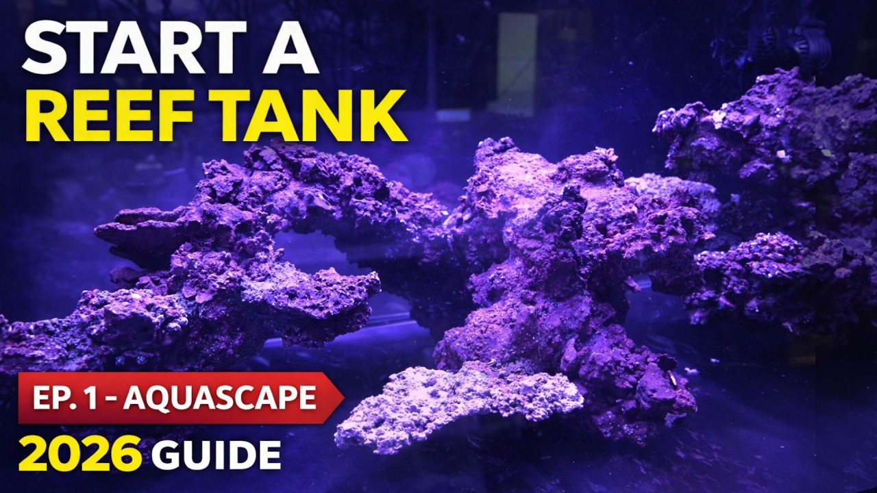 How to Set Up a Saltwater Aquarium | Beginner Reef Tank Aquascaping Guide (2026)