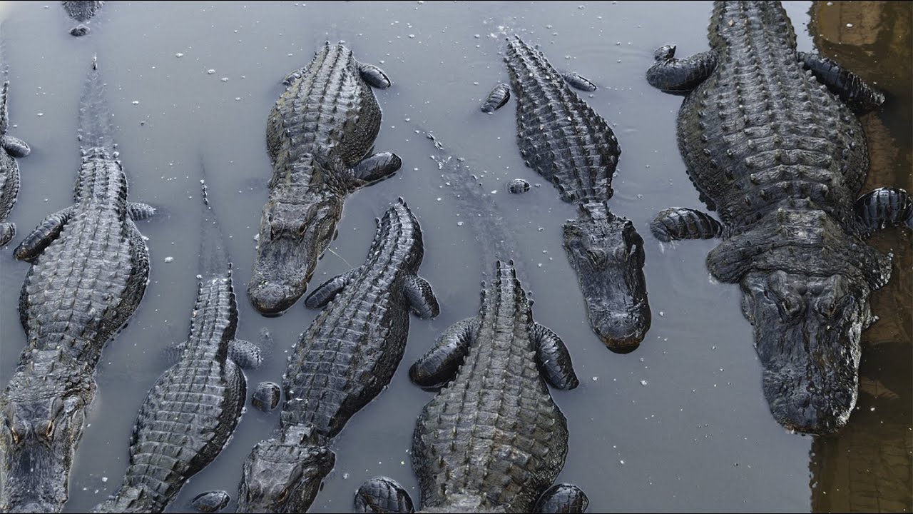 HTC (S1 E7) Resurfacing in the Everglades