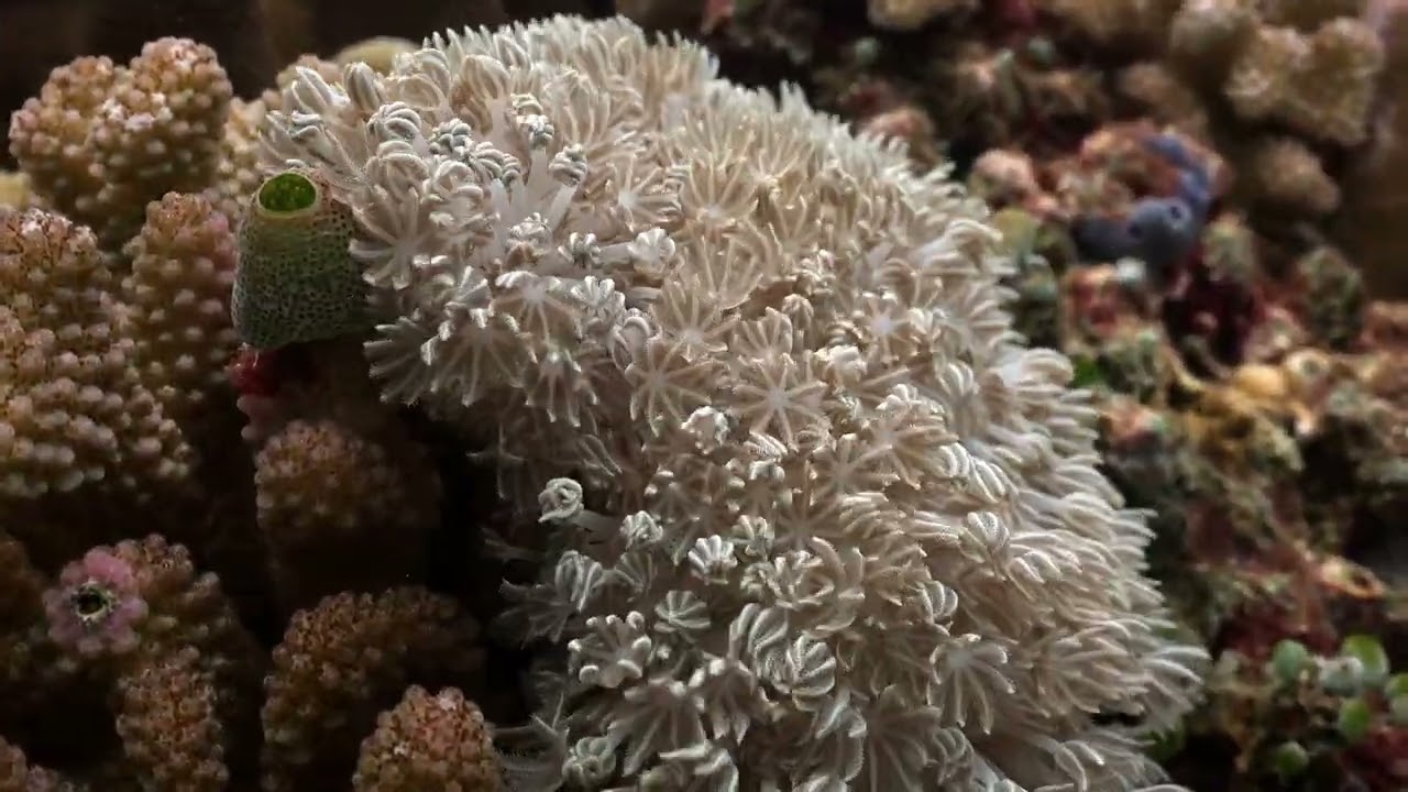 The Magical Apo Island