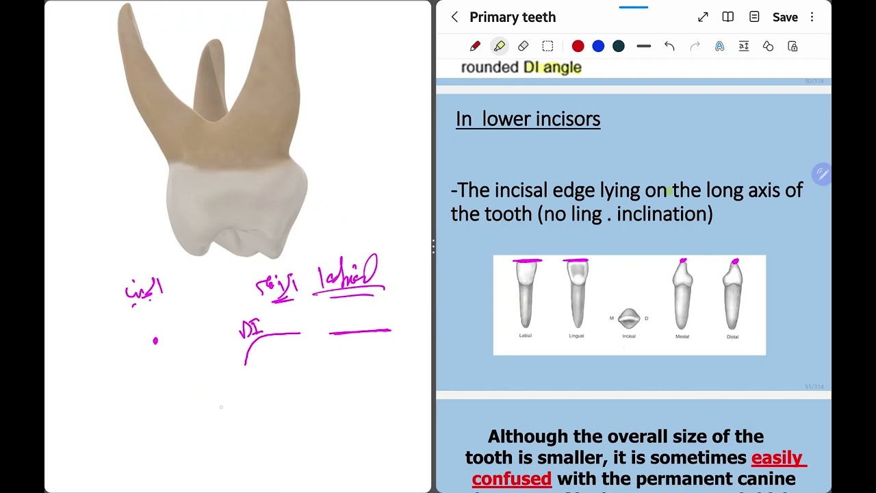 37- Primary Teeth P2