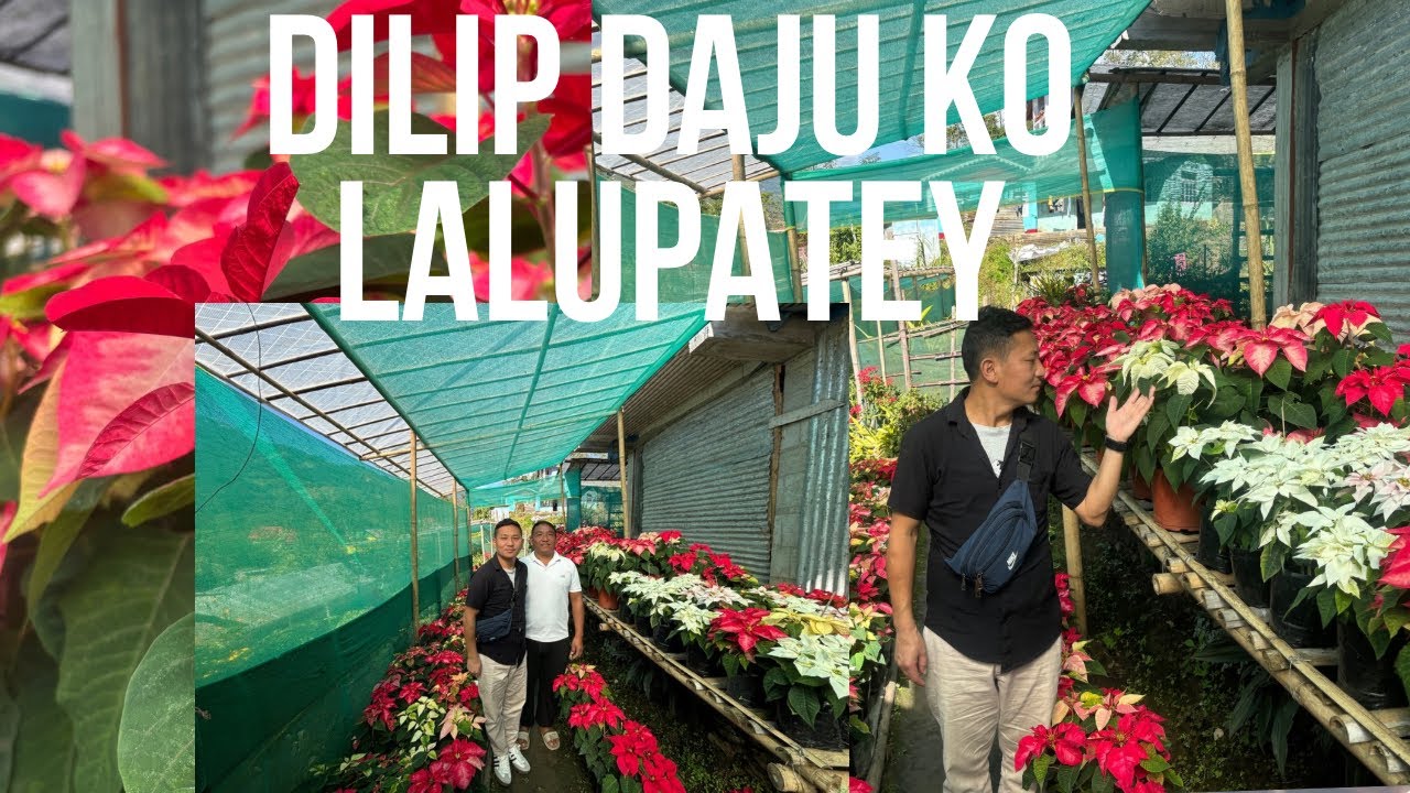 DILIP DAJU KO LALUPATEY.