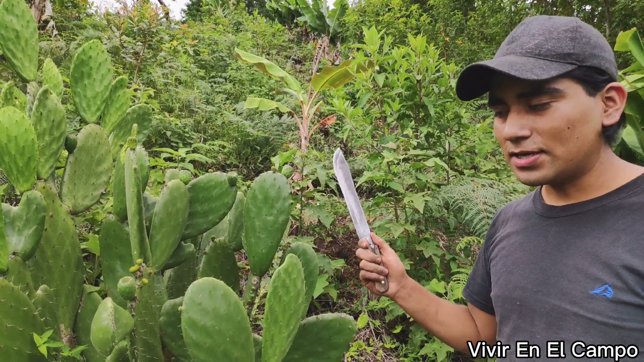 QUE NOPALES CORTAR, COMO CORTARLOS Y QUE HACER PARA TENER MAS FRUTOS. Vivir en el campo.