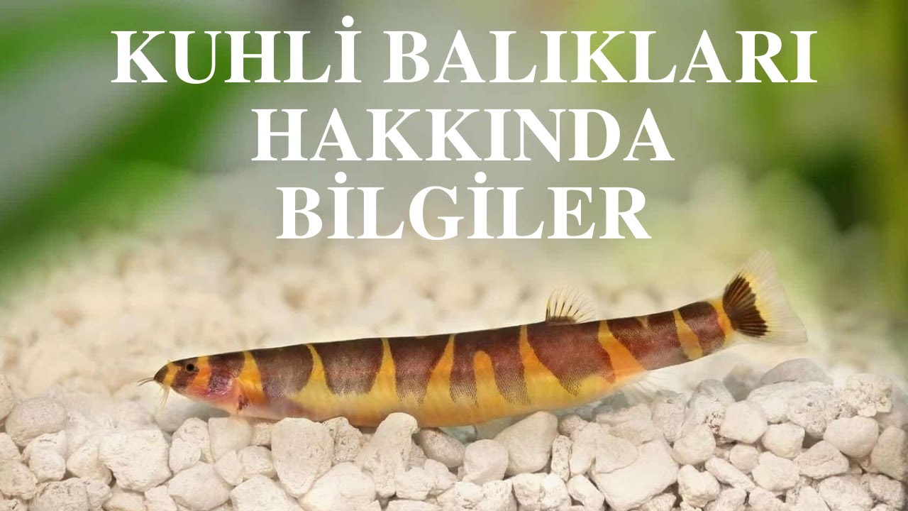 Kuhli Balıkları Hakkında Bilgiler,Akvaryum Balıkları