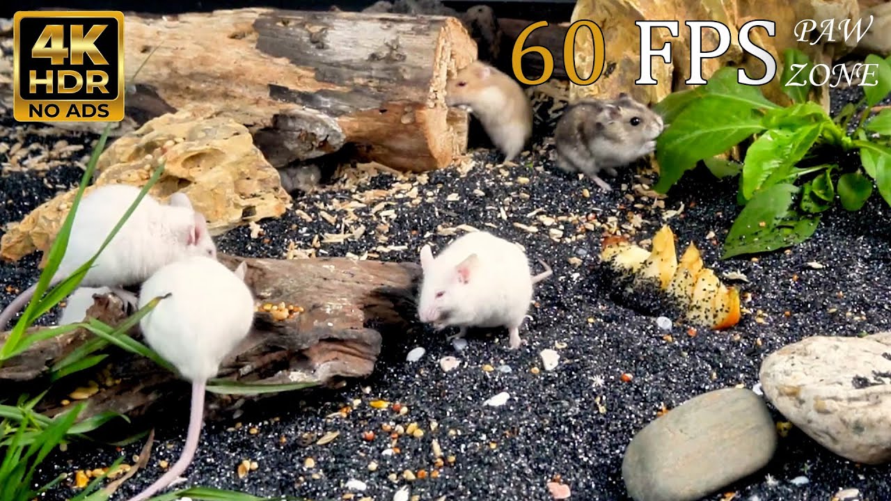 [NO ADS, NO AI] CAT TV 😺 for Cats to Watch: Tiny Mice Exploring & Sniffing Around 🐭 4K HDR 60FPS