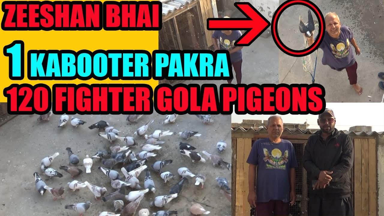 120 Fighter Gola Pigeons Loft Zeeshan Bhai Tofani Pallay Ki Larrayya 1 Kabuter Pakra Catching Pigeon