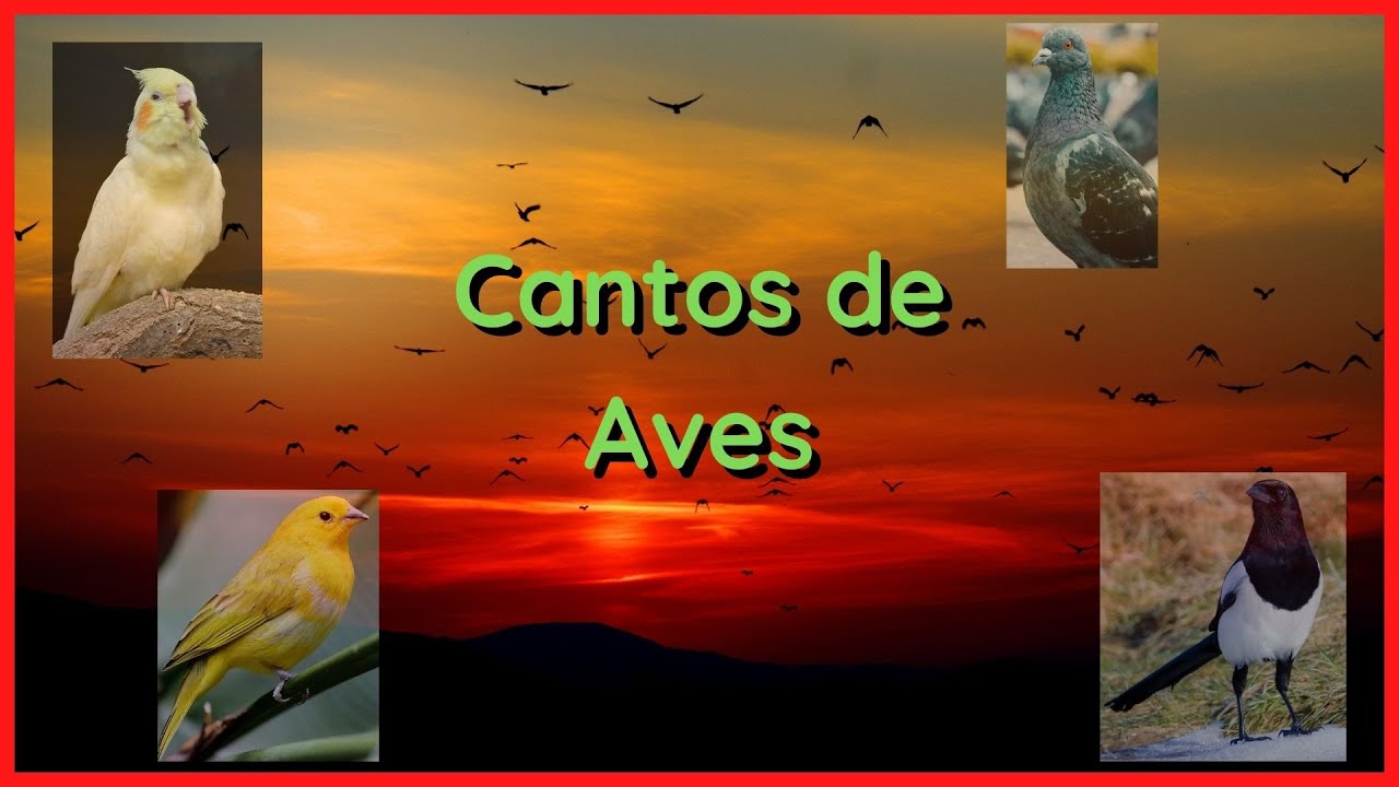 CANTOS de AVES (10 Minutos) 🐦🎶🔊