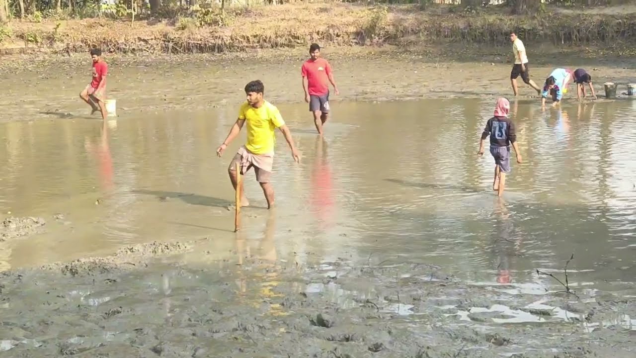 পুকুর শুকিয়ে বিশাল মাছ ধরা | গ্রামের পুকুরে মাছ ধরার দৃশ্য | Amazing Fishing