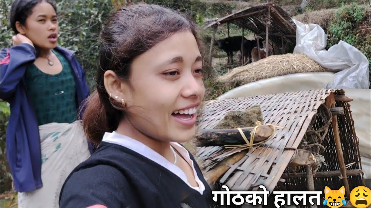 जंगल बाट फर्कदा  हावाले गोठ पनी उडाएर राखेछ😁🤧|| Village life style vlog 