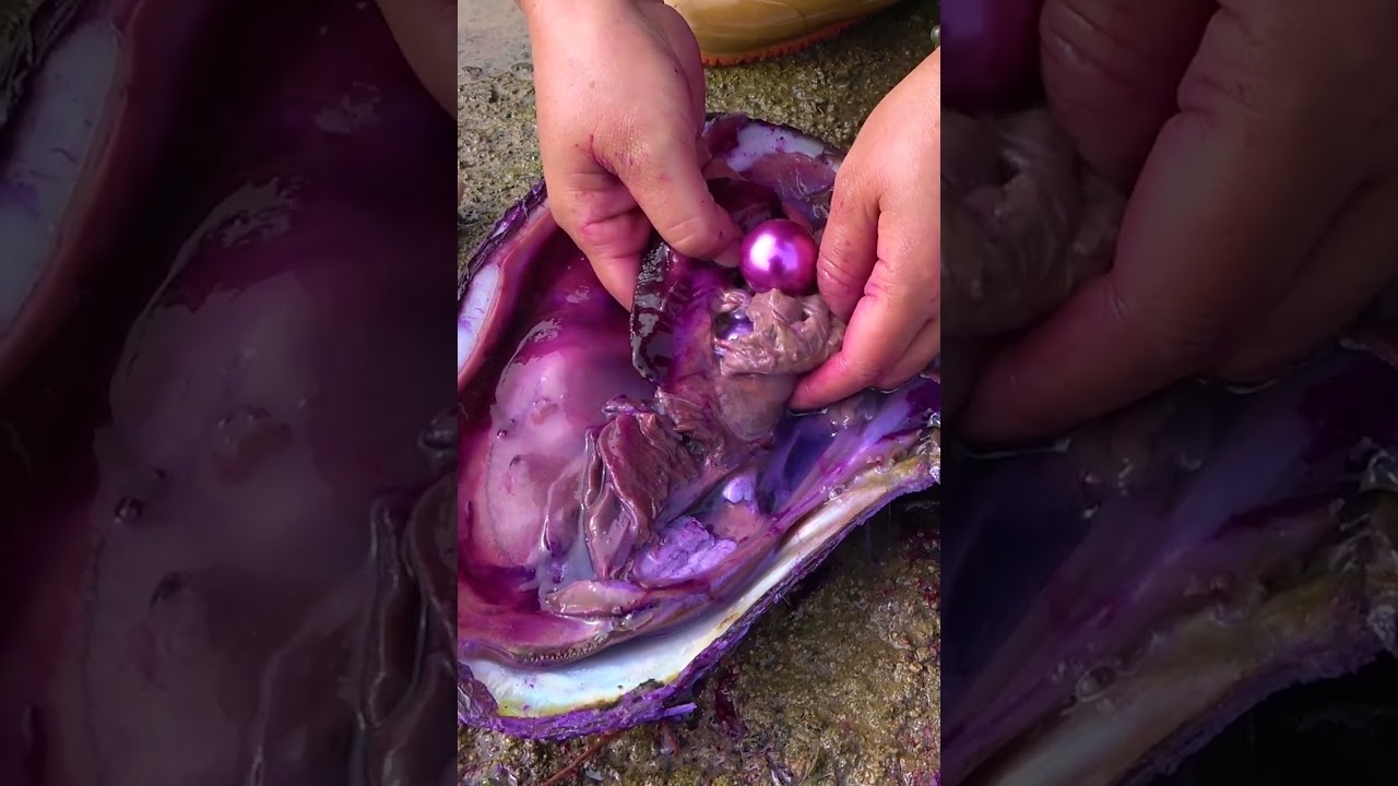 🎁🎁Giant purple clams, beautiful women harvest purple pearl treasures