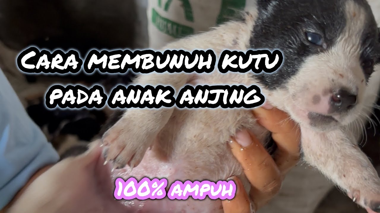 Cara membunuh kutu pada anak anjing  campurkan chipermax dengan minyak makan lalu balur pada anjing