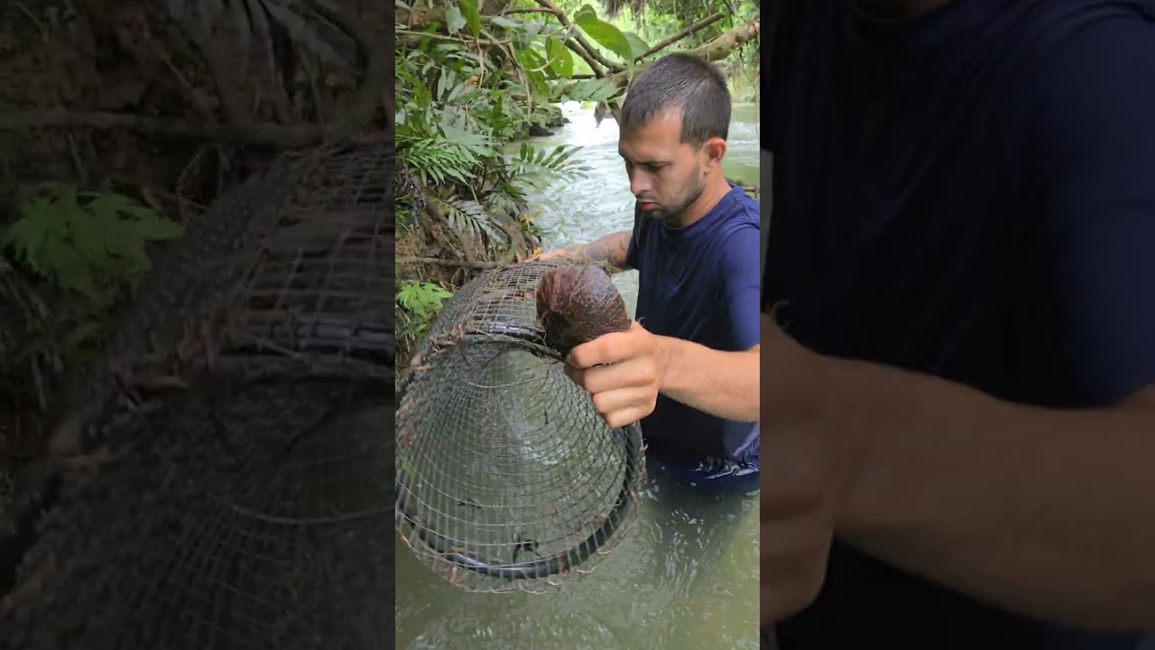 pesca de camarones y bruquenas en puerto rico 🦀🦐🇵🇷🔥