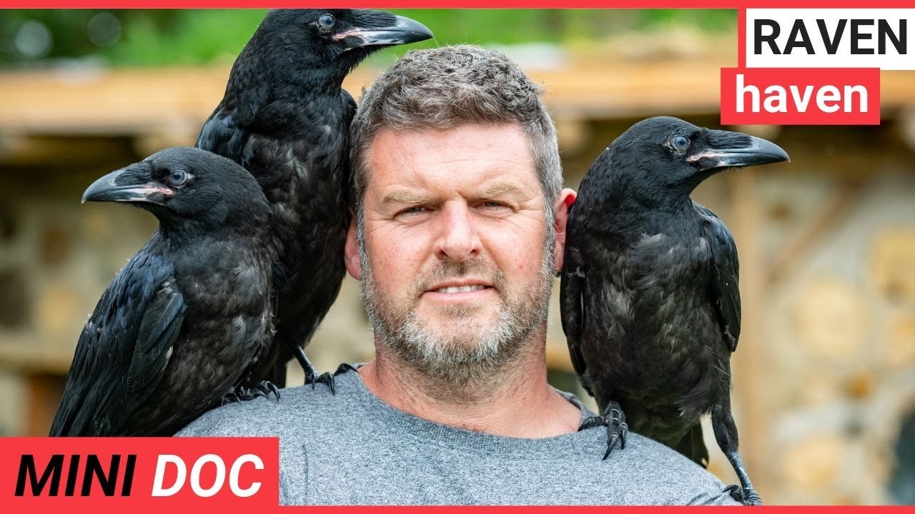Bird experts hopes to raise first ever tame Tower of London ravens | SWNS TV