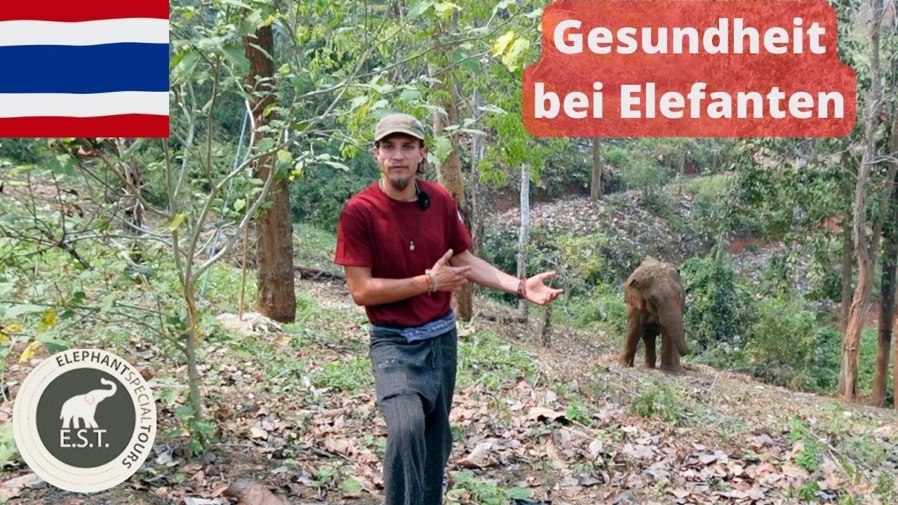 Gute Haltung bei Elefanten bedeutet gute Gesundheit, aber wie?
