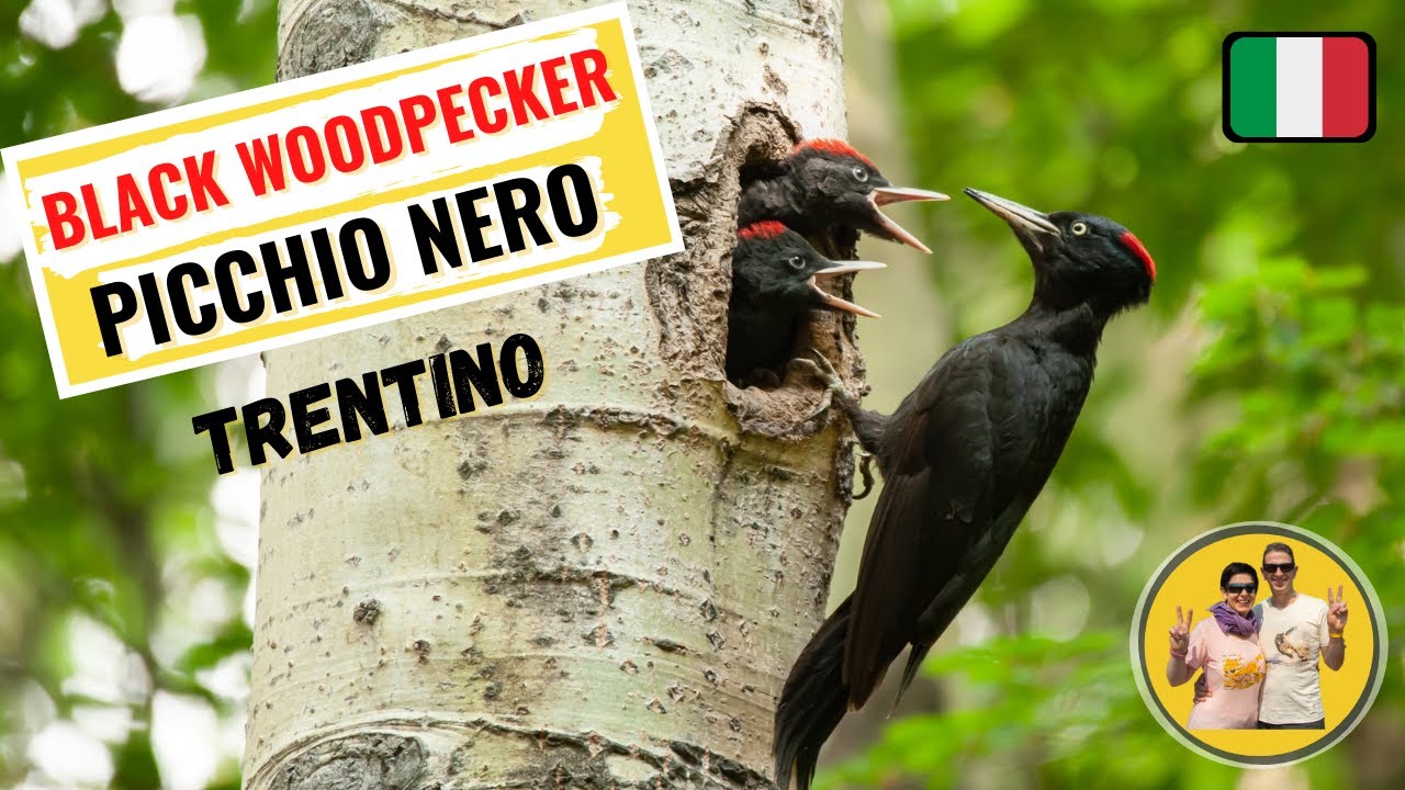 The black woodpecker with juveniles #Picchio nero con piccoli nei boschi del Trentino