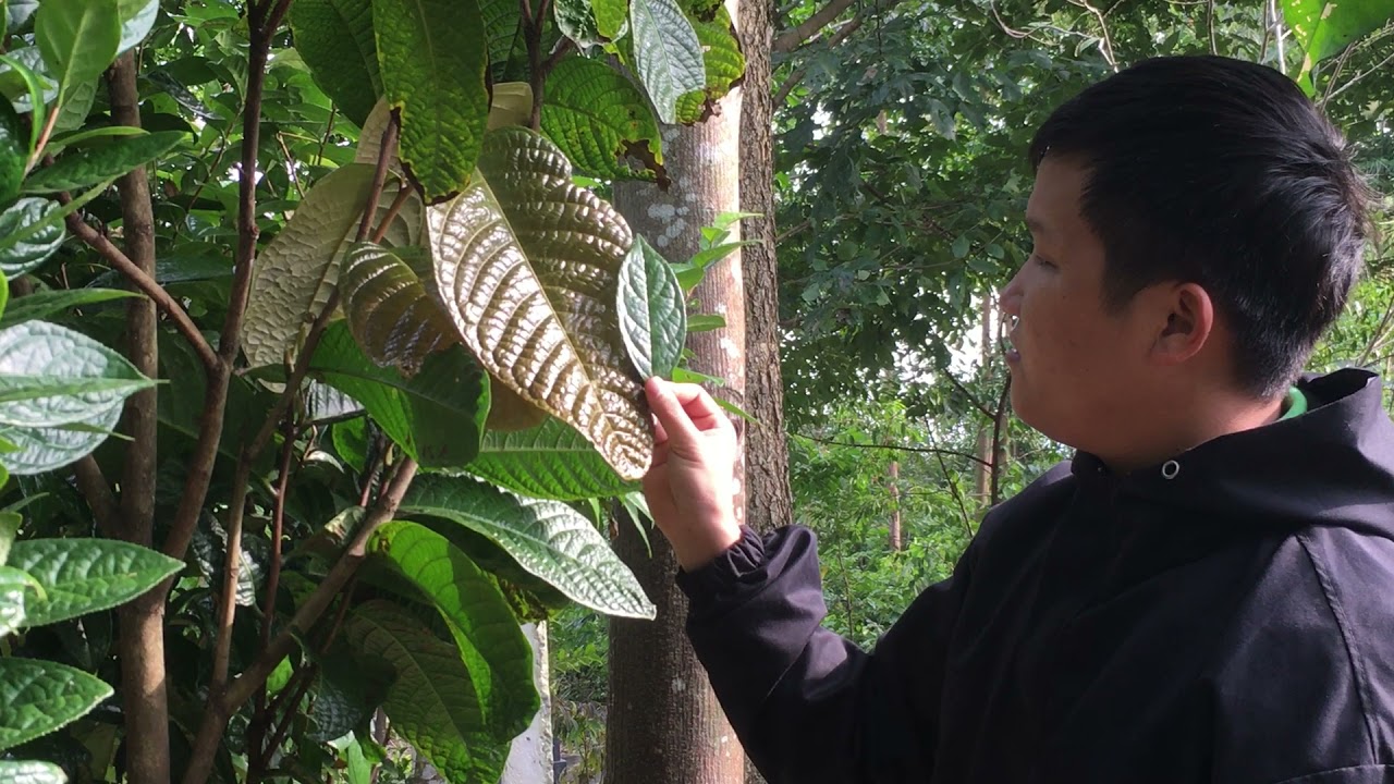 Phân biệt mặt hoa | các loại trà hoa vàng hakoda Tam Đảo