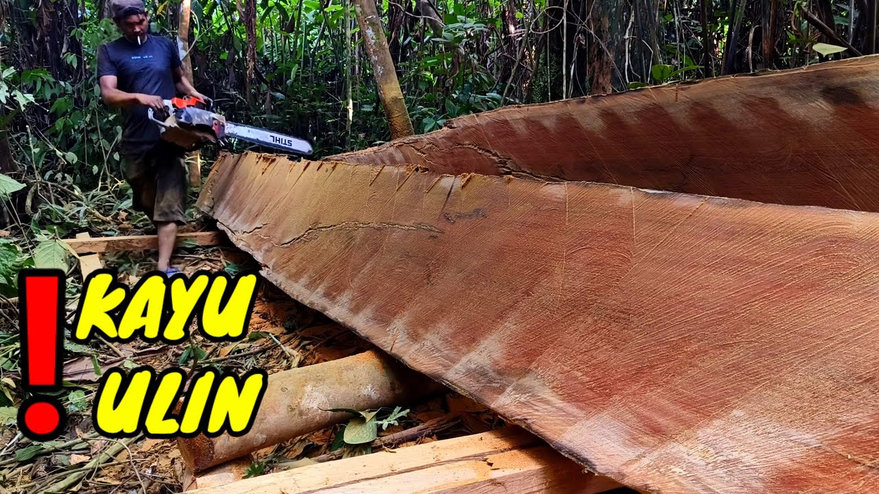 Keajaiban kayu ulin tumbang puluhan tahun di bumi kalimantan. 