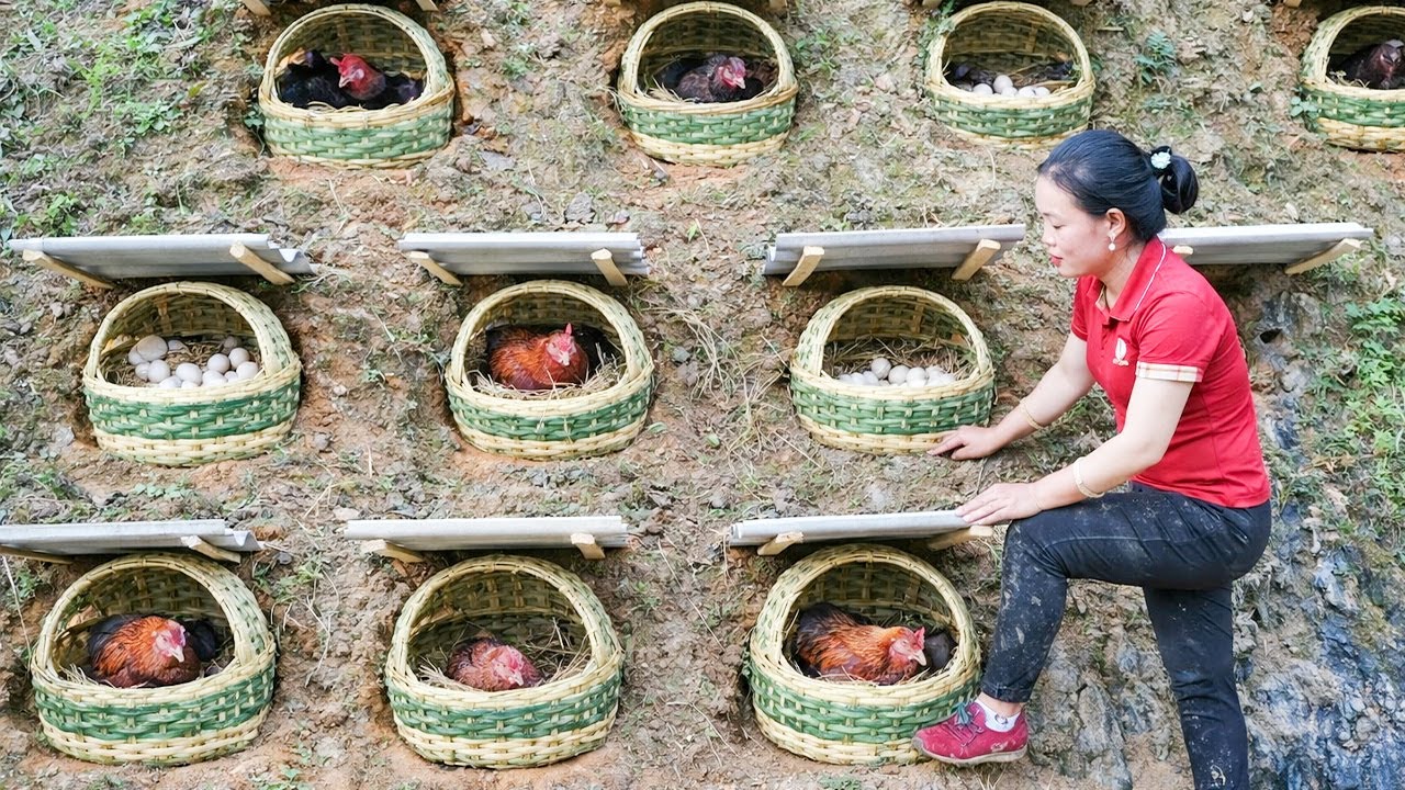 Harvesting fruit to Sell at Market - Build Many Nests for Hens to Lay Eggs | Trieu Mai Huong