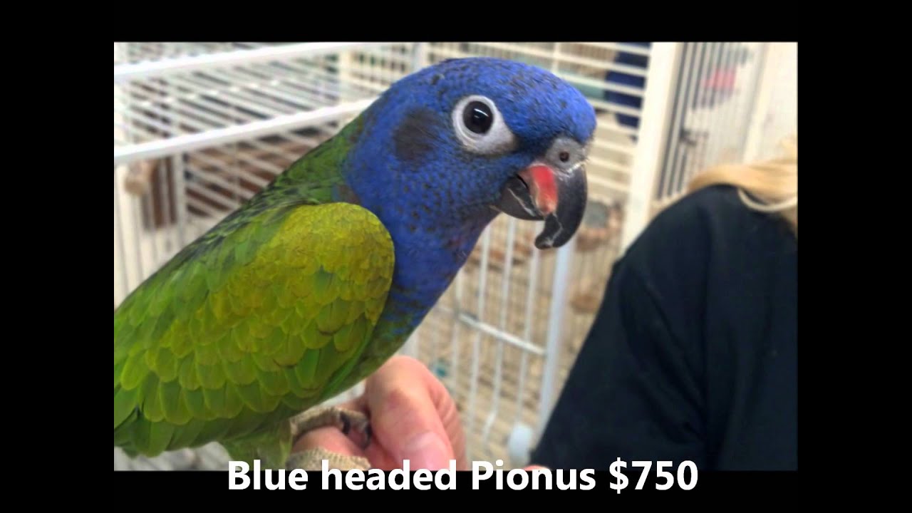 Current Birds For sale 2-1-12