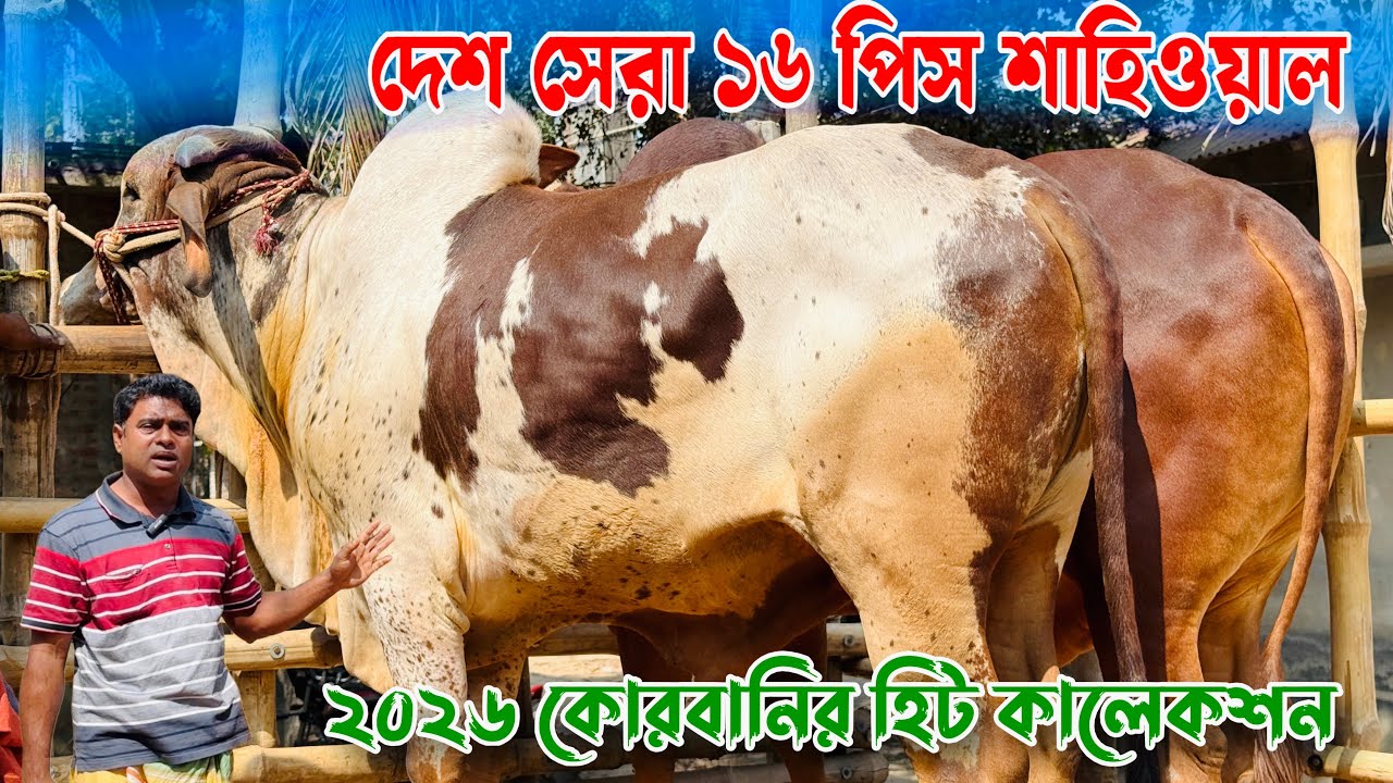 দেখলেই মন ভরে যাবে—২০২৬ কোরবানির জন্য দেশ সেরা ১৬ শাহিওয়াল গরু লাটে পানির দামে🔥রাজশাহী সিটি হাট 